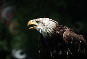 Camara Nikon F2
Sombra 99
In Memoriam
ZOO DE MADRID
Foto: 1741